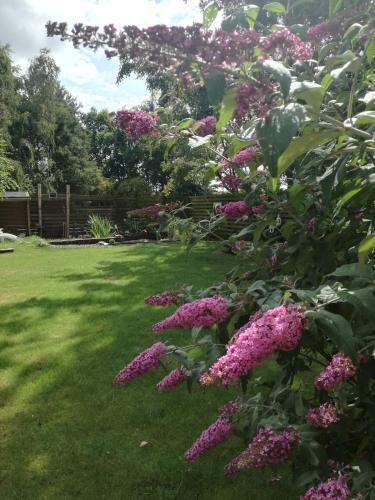 Glamping Groei