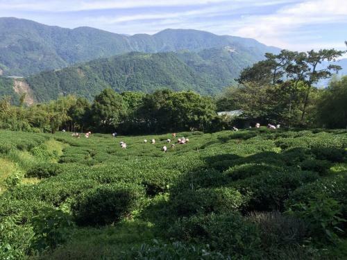 Tian Hsiang Tea B&B