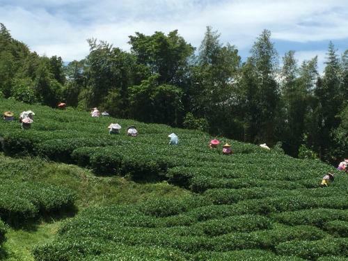 Tian Hsiang Tea B&B