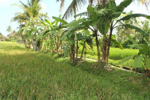 Ubud River Campuhan Villa