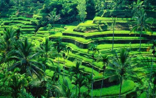 Ubud River Campuhan Villa