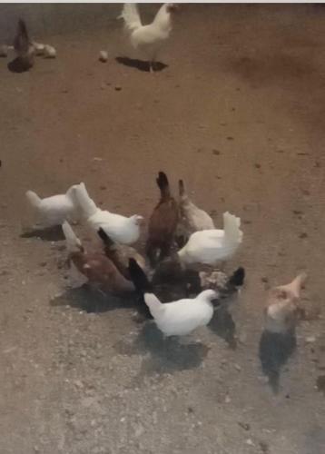 Agroturismo ???? ? ??????