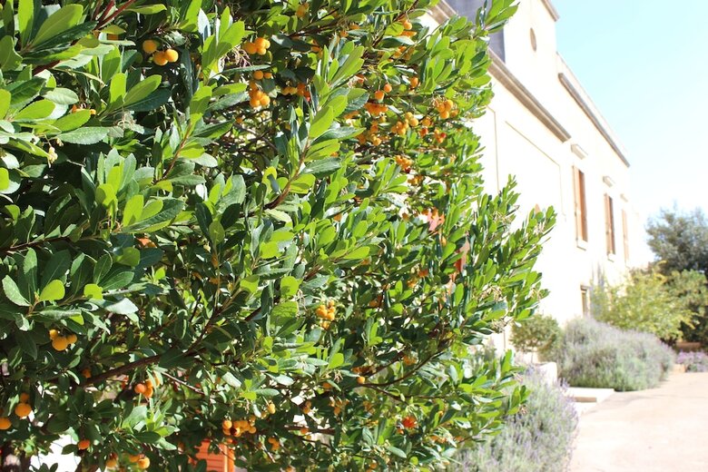 Agroturismo Masseria Pagani