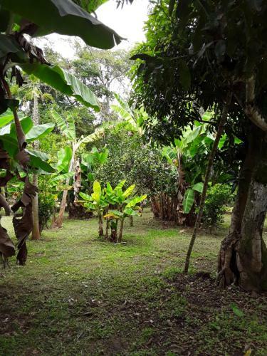Finca Bosque Real