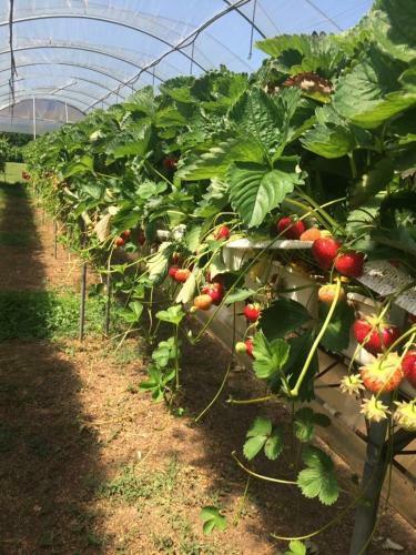 Agroturismo Corte Breda, Agriturismo Bed&breakfast