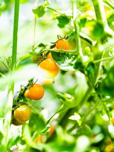 Rowton Hall Hotel And Spa