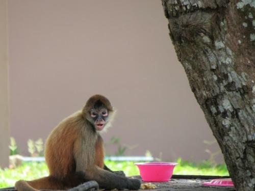 Bed & Breakfast Monkey Lodge Panama