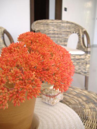 B&B Corallo