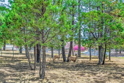 Cozy Peaceful Pines Home In Central Ruidoso