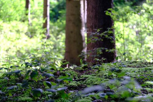 Hotel Frida Am Wald