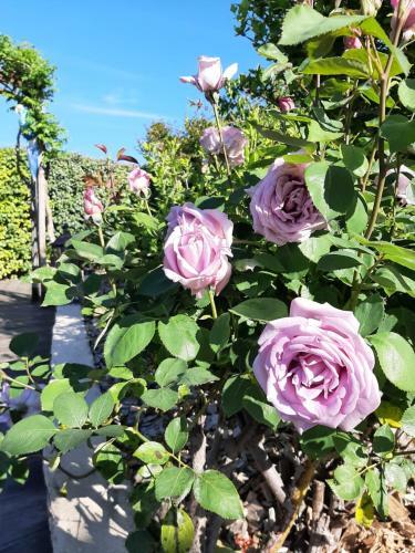 La Cabane De Mes R�ves
