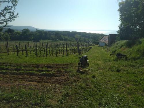Villa Sun & Wine Balaton