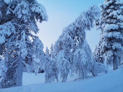 Arctic Log Cabins