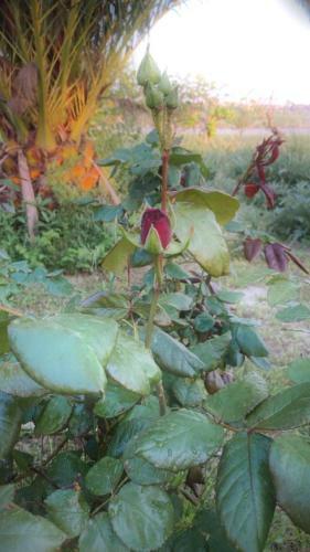 Bed & Breakfast Casale Della Rosa