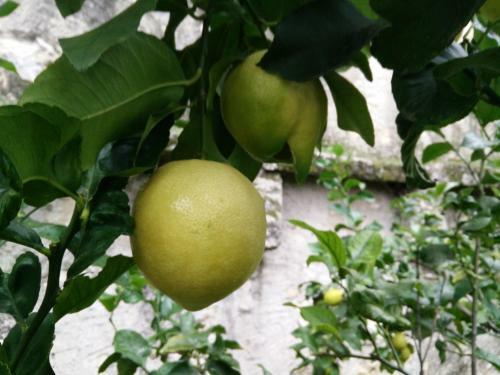 Bed & Breakfast Torre Degli Ulivi