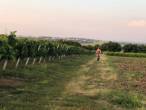 Hotel Domeniile Panciu Winery & Resort