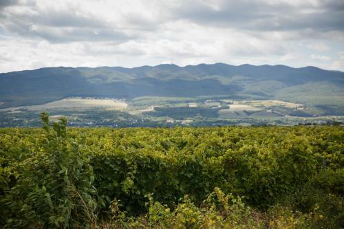 Hotel Domeniile Panciu Winery & Resort