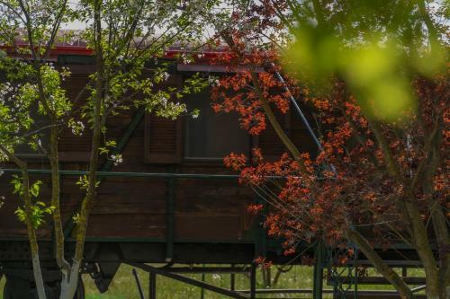 Train In The Forest