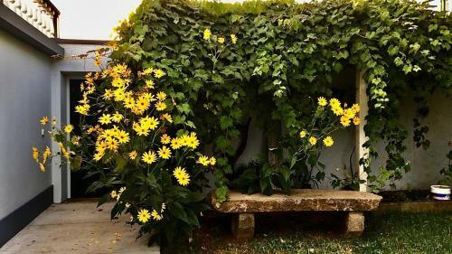 Casa �s Nove