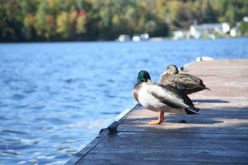 Bed & Breakfast Chalet Vue Sur La Riviere St-maurcie