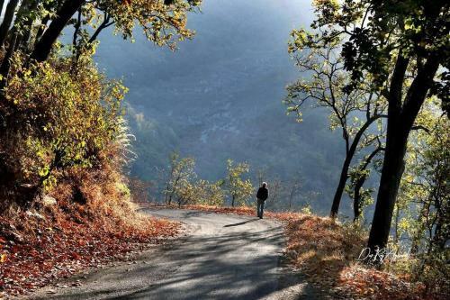 Sadhana Forest Villa (Nestled In The Hills)
