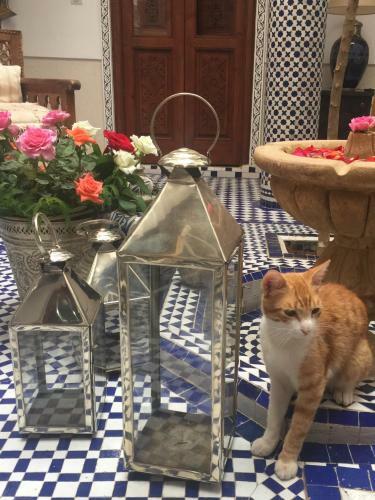 Riad Astra Damus Hotel