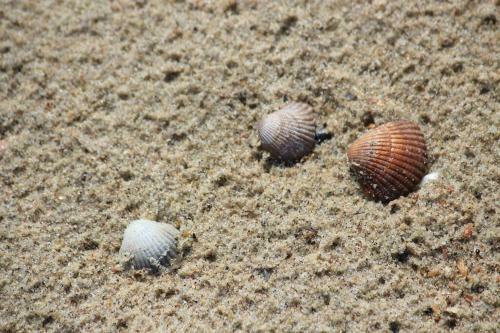 Knusse Vakantie Woning 2b