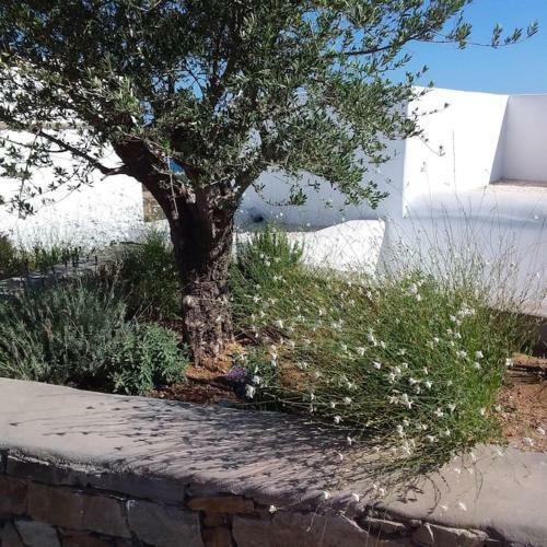 Dream Villas Paros 2
