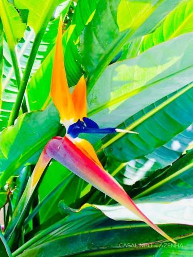 Bed & Breakfast Suite Strelitzia - Quinta Casalinho Da Azenha