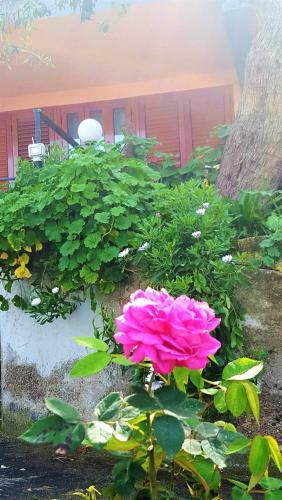 Bed & Breakfast Delle Rose