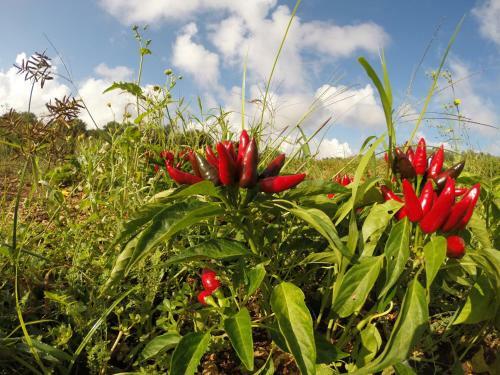 Panacea Residence B&B