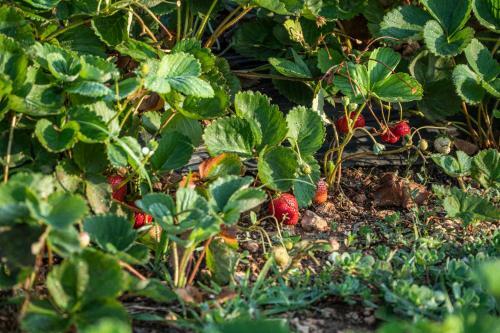 Panacea Residence B&B