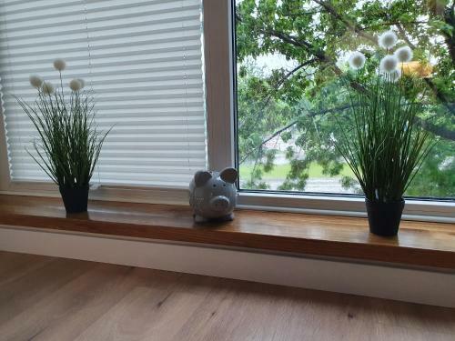 Apartament Rocha