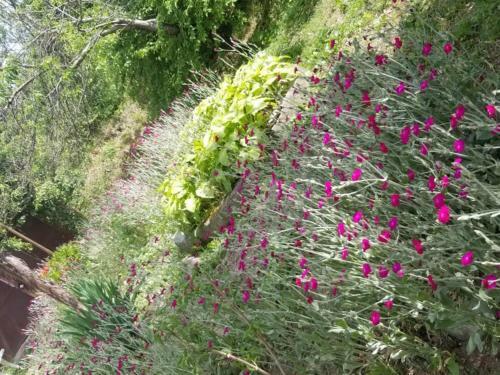 Hostal Guest House Miriani