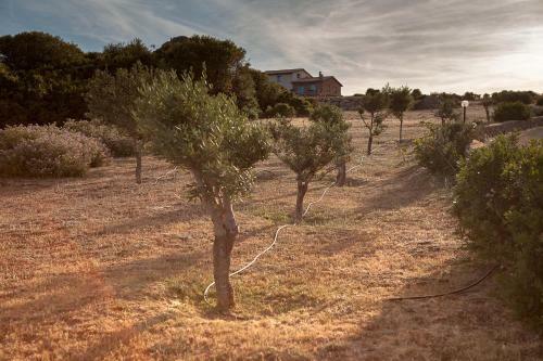 Agroturismo Agriturismo Nuraghe Tuttusoni