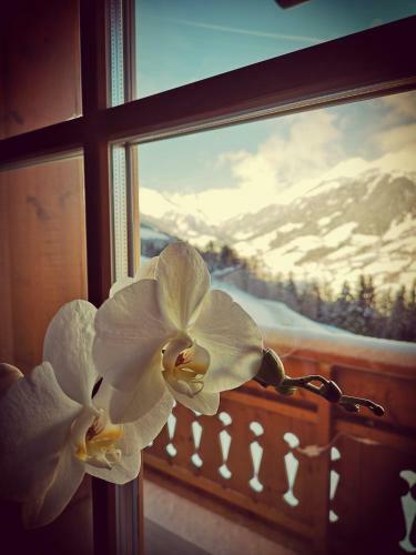Apartamento Nestlhof
