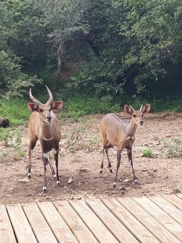 Leadwood Marloth, Kruger Park