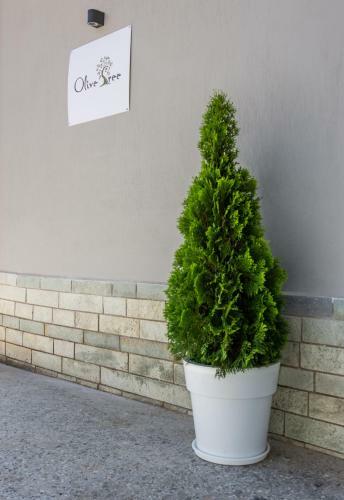 Olive Tree Apartment