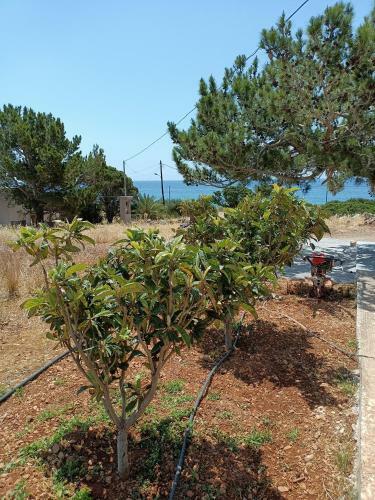 Sea View Pine House