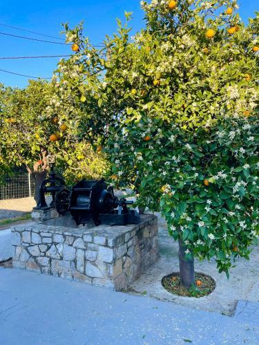 Villa Citrus Garden