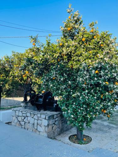 Villa Citrus Garden