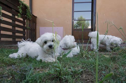 Apartamento Podere San Giuseppe