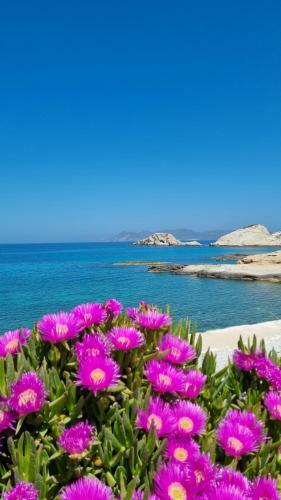 Anassa Milos House