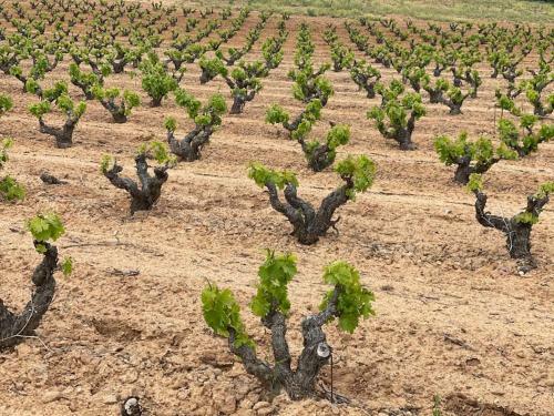 Preciosa Casa En El Coraz�n de La Ribera Del Duero