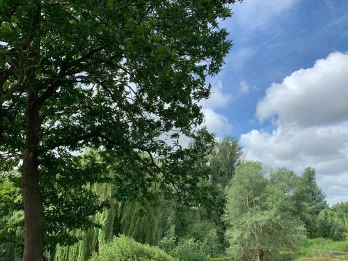 Great Witchingham Meadows