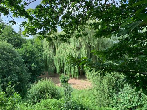 Great Witchingham Meadows