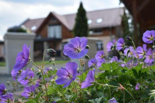 Apartamento Steffis - Hof