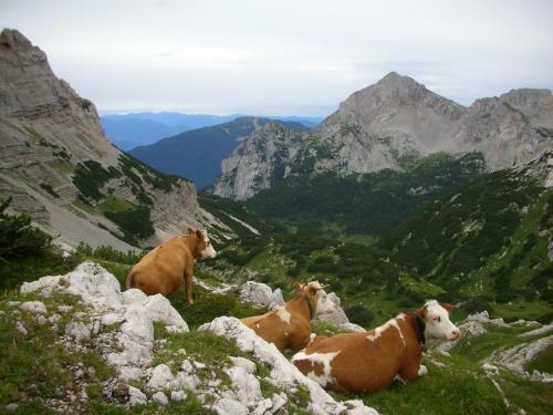 Hotel Alpotel Dolomiten