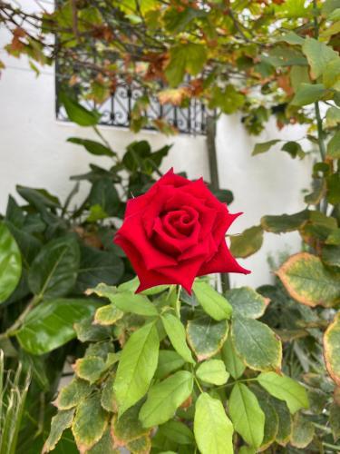 Apartamento R�sidence Neffati