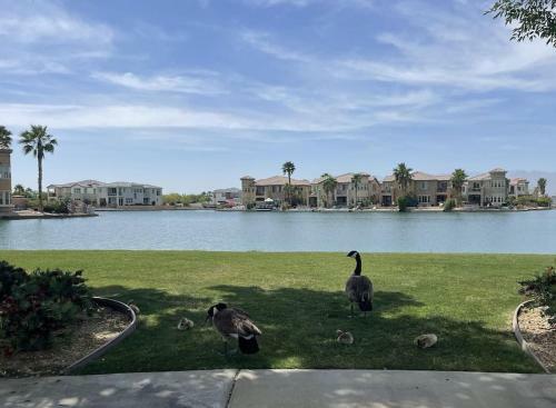 Palm Trees Villa In The Desert